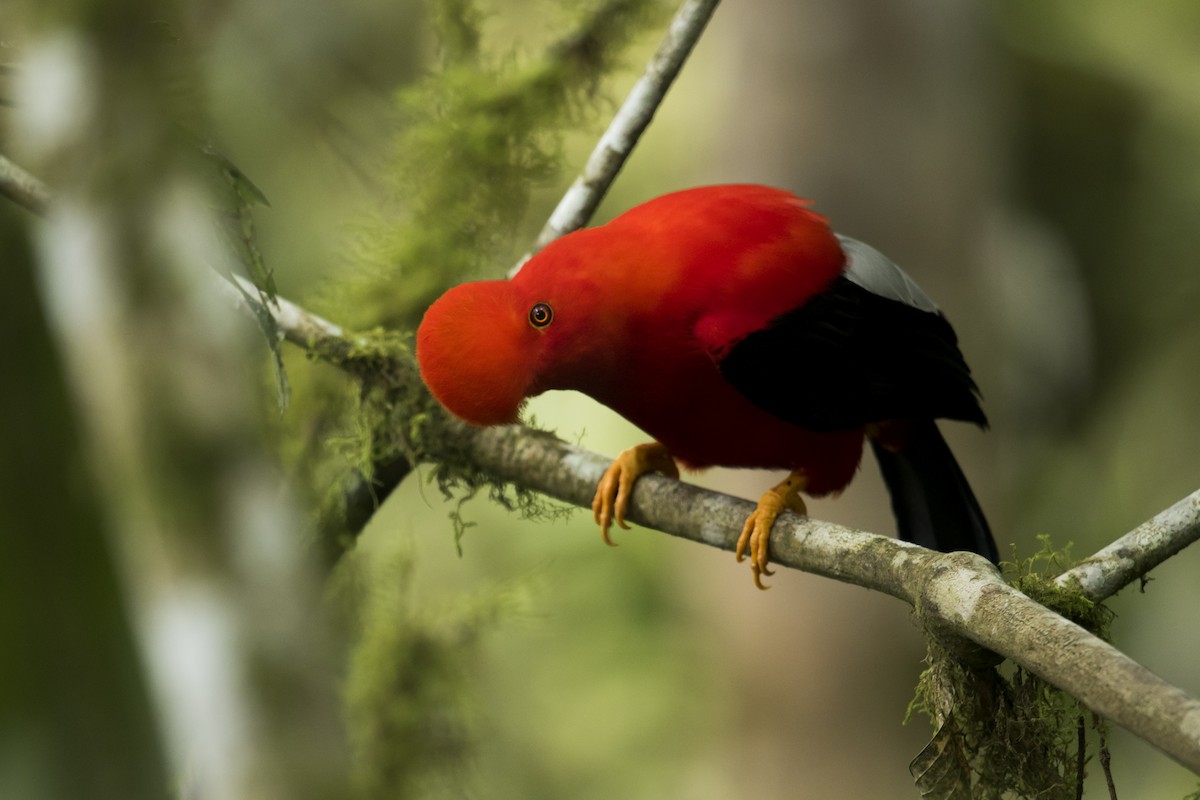 Andean Cock-of-the-rock - ML639890440
