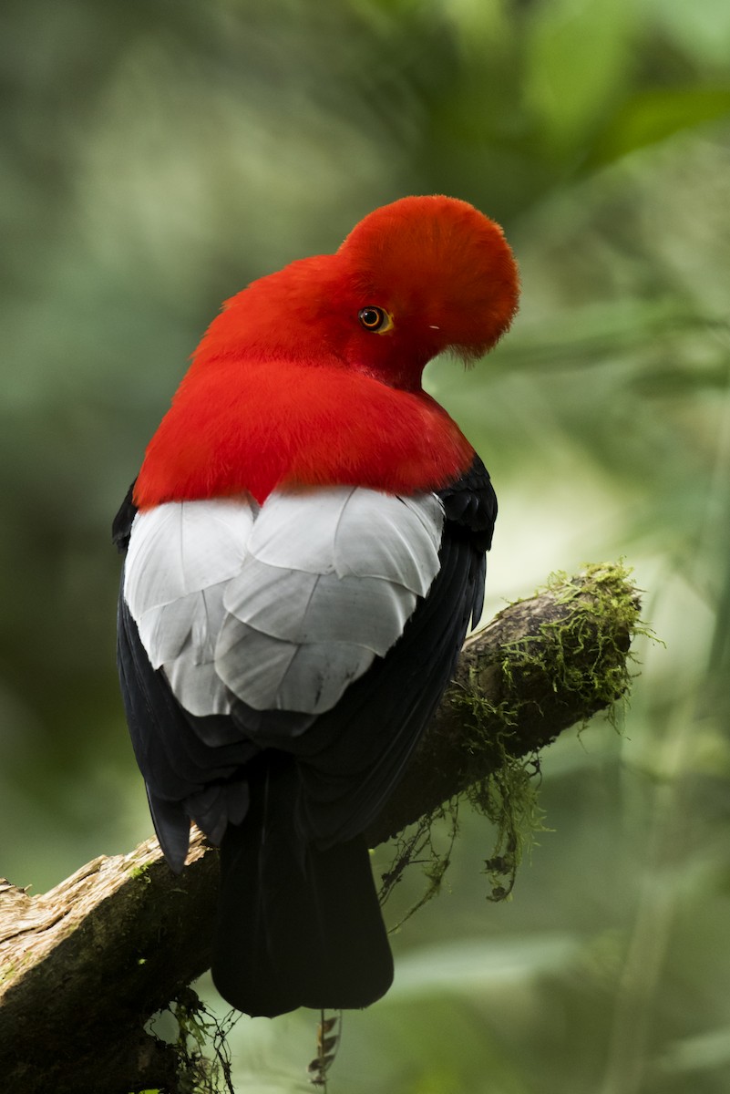 Andean Cock-of-the-rock - ML639890441