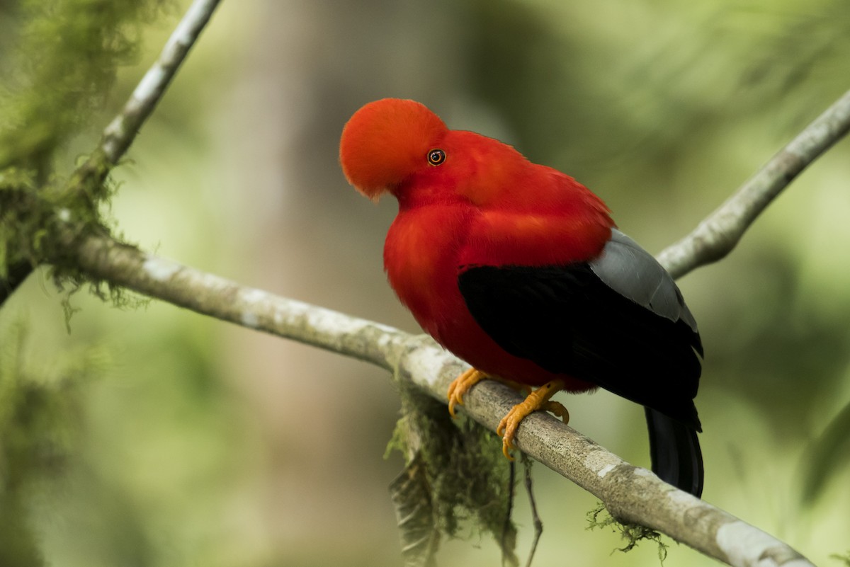 Andean Cock-of-the-rock - ML639890442
