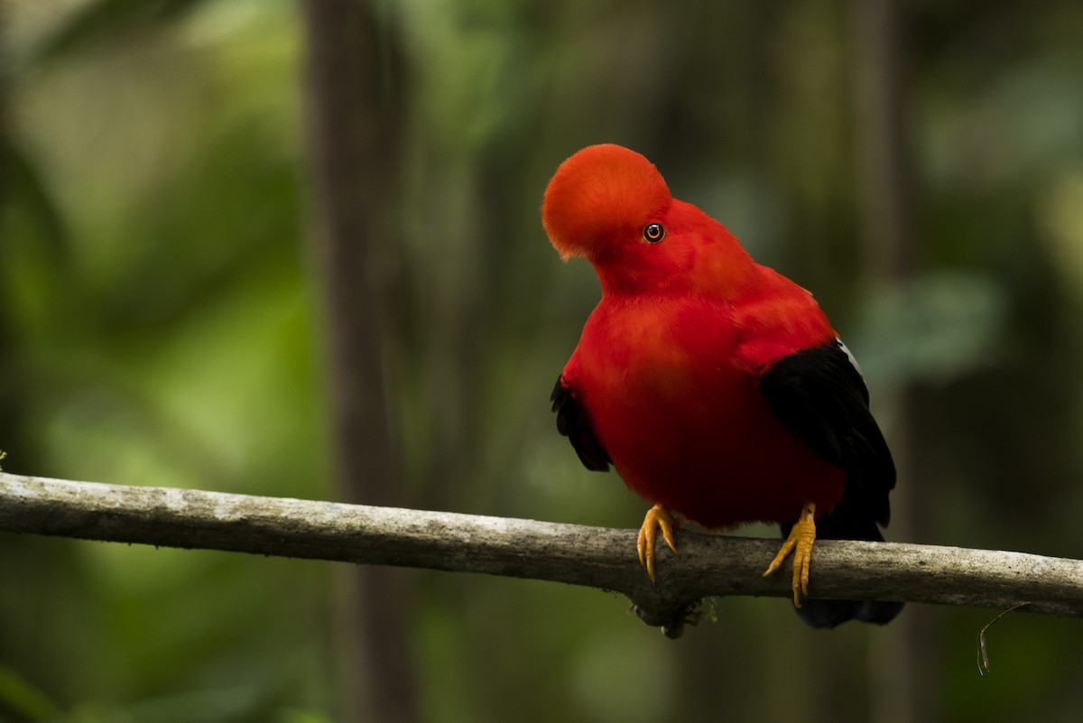 Andean Cock-of-the-rock - ML639890443