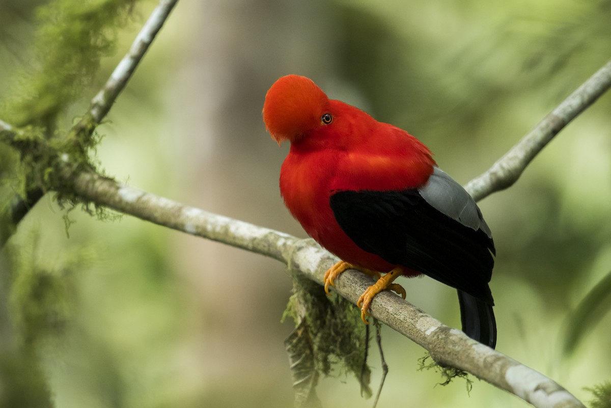 Andean Cock-of-the-rock - ML639890444