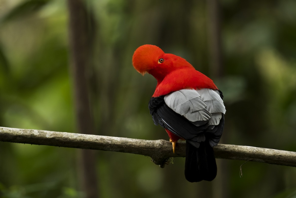 Andean Cock-of-the-rock - ML639890445