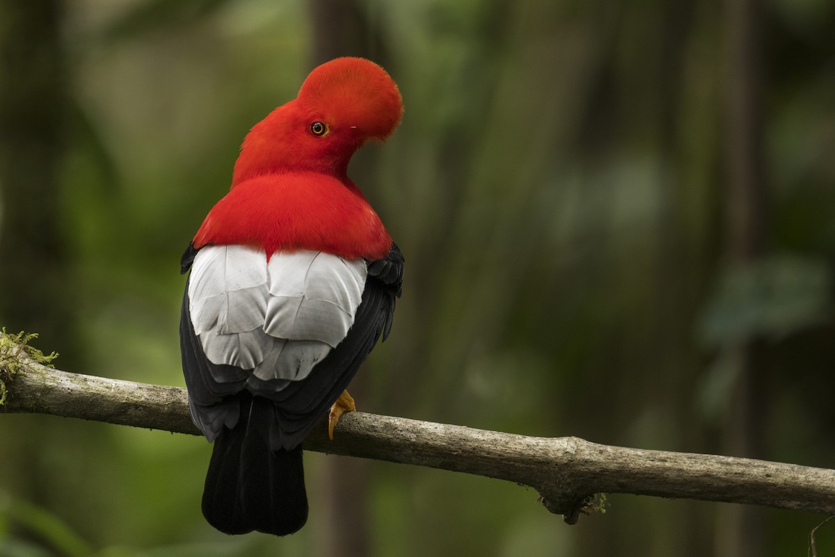 Andean Cock-of-the-rock - ML639890446