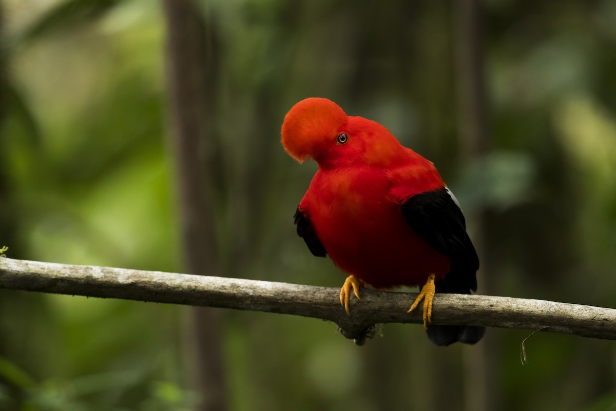 Andean Cock-of-the-rock - ML639890447