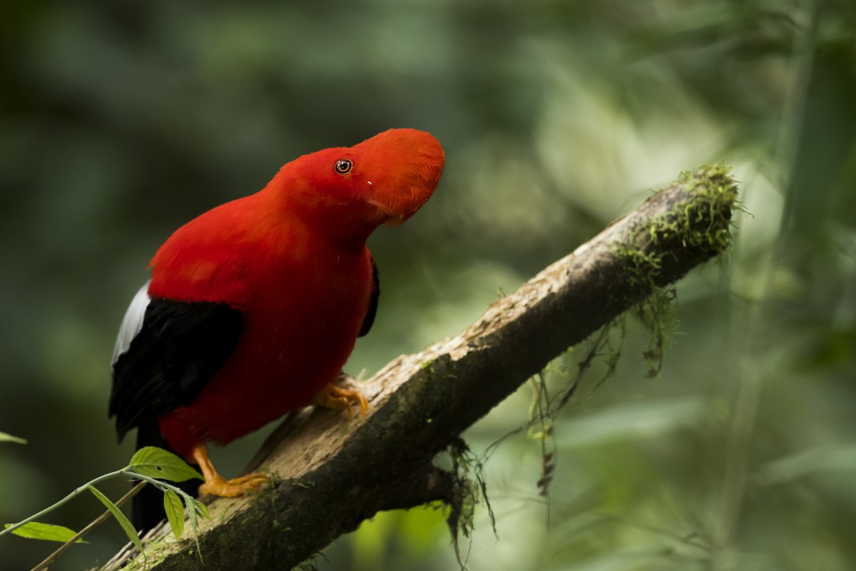 Andean Cock-of-the-rock - ML639890448