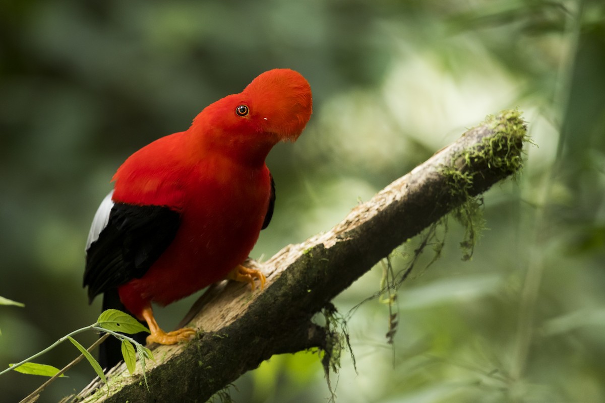 Andean Cock-of-the-rock - ML639890449