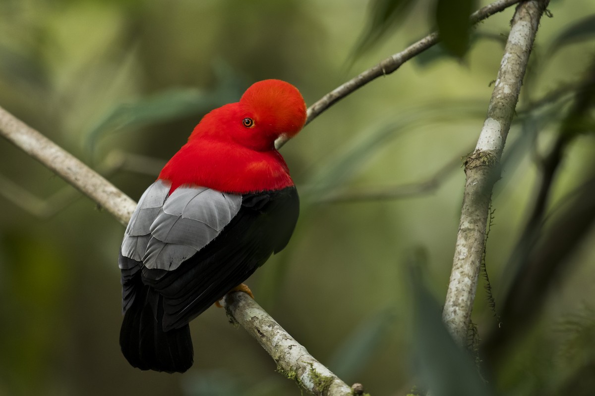 Andean Cock-of-the-rock - ML639890450