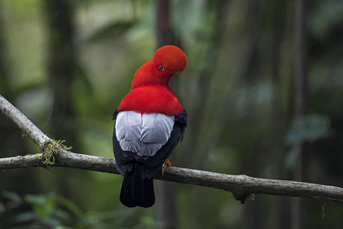 Andean Cock-of-the-rock - ML639890451