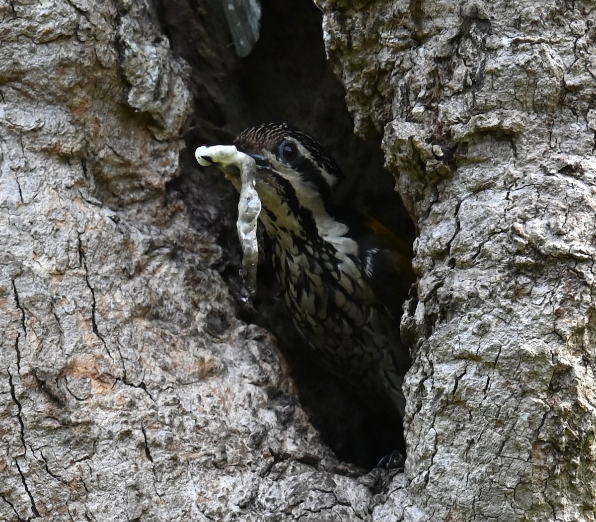 Common Flameback - ML639890474