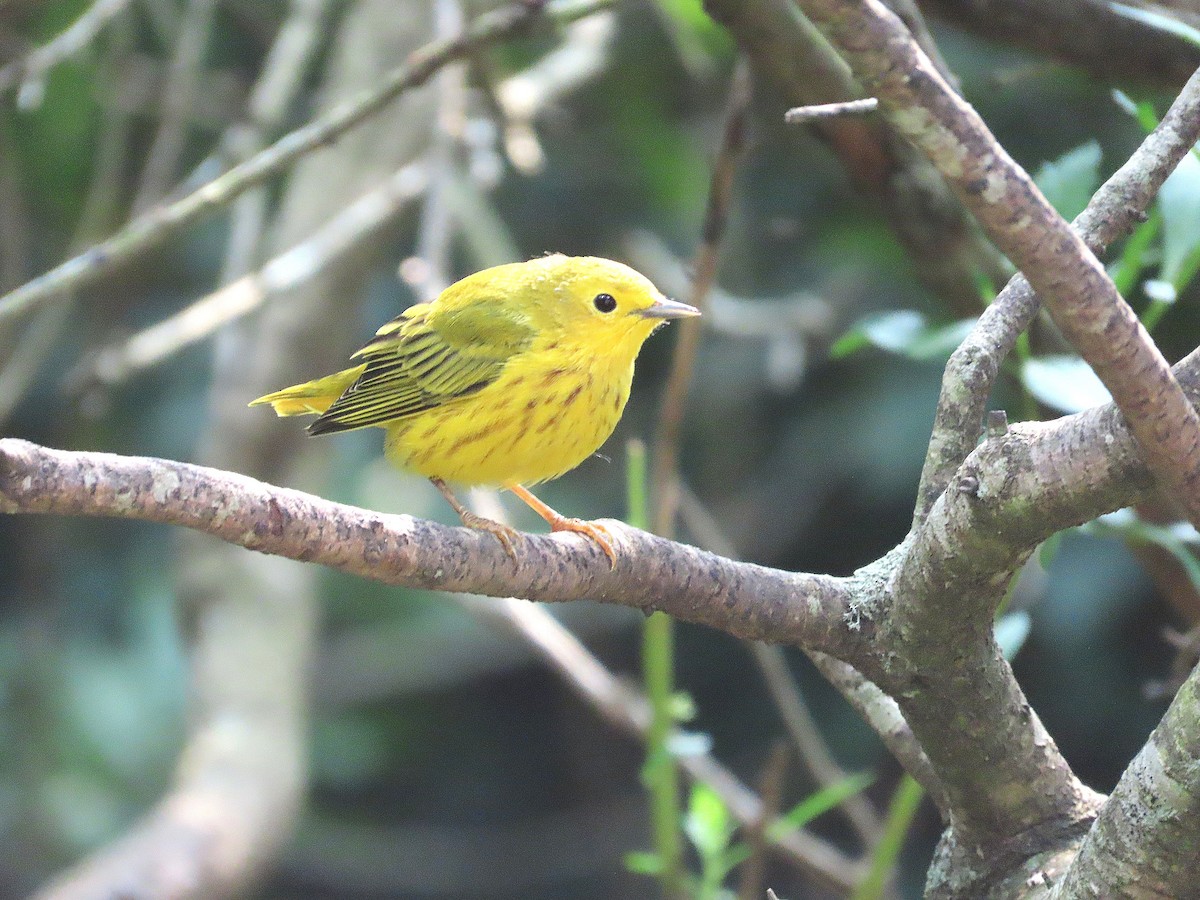 Yellow Warbler - ML639890475