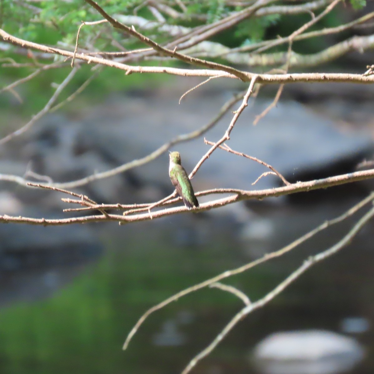 Ruby-throated Hummingbird - ML639890476