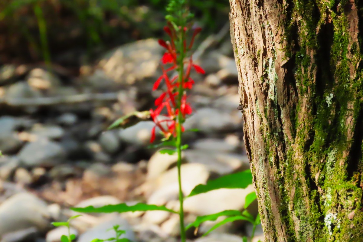 Ruby-throated Hummingbird - ML639890478