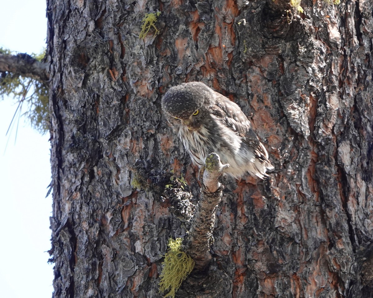 Northern Pygmy-Owl - ML639890479