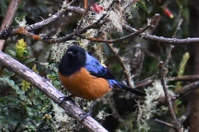 Blue-backed Conebill - ML639890481