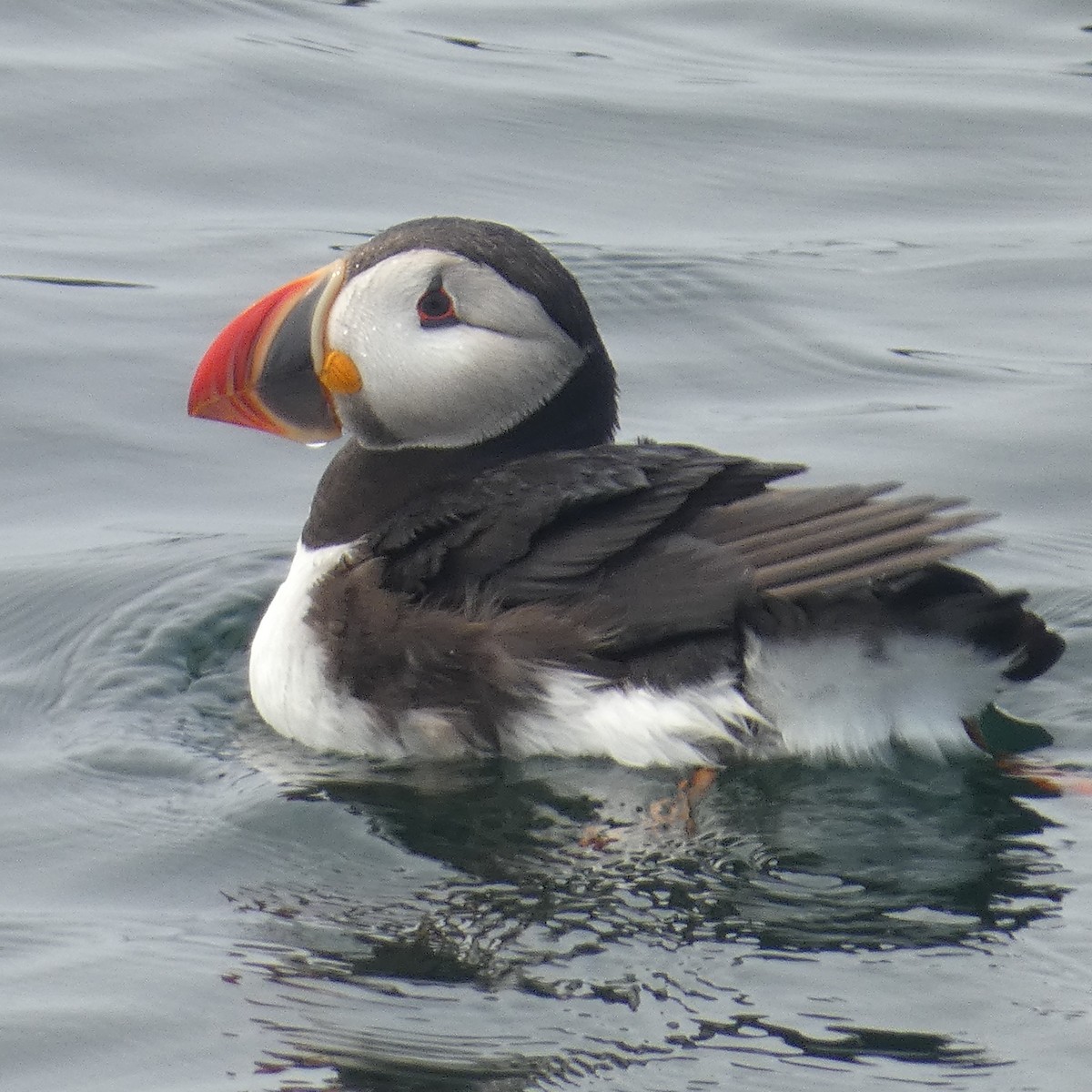 Atlantic Puffin - ML639890482
