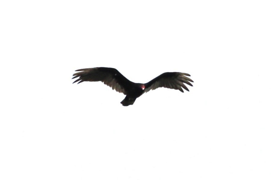 Turkey Vulture - ML639890483