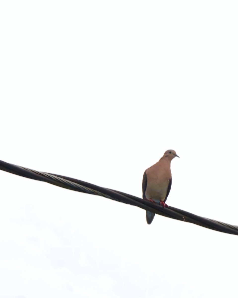 Eared Dove - ML639890484