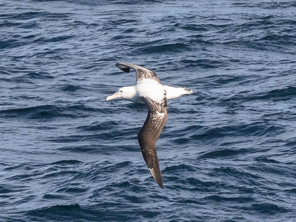 Snowy Albatross - ML639890485
