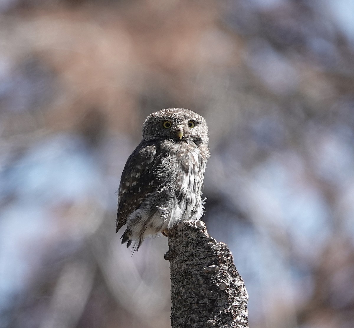 Northern Pygmy-Owl - ML639890486