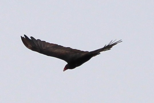 Turkey Vulture - ML639890487