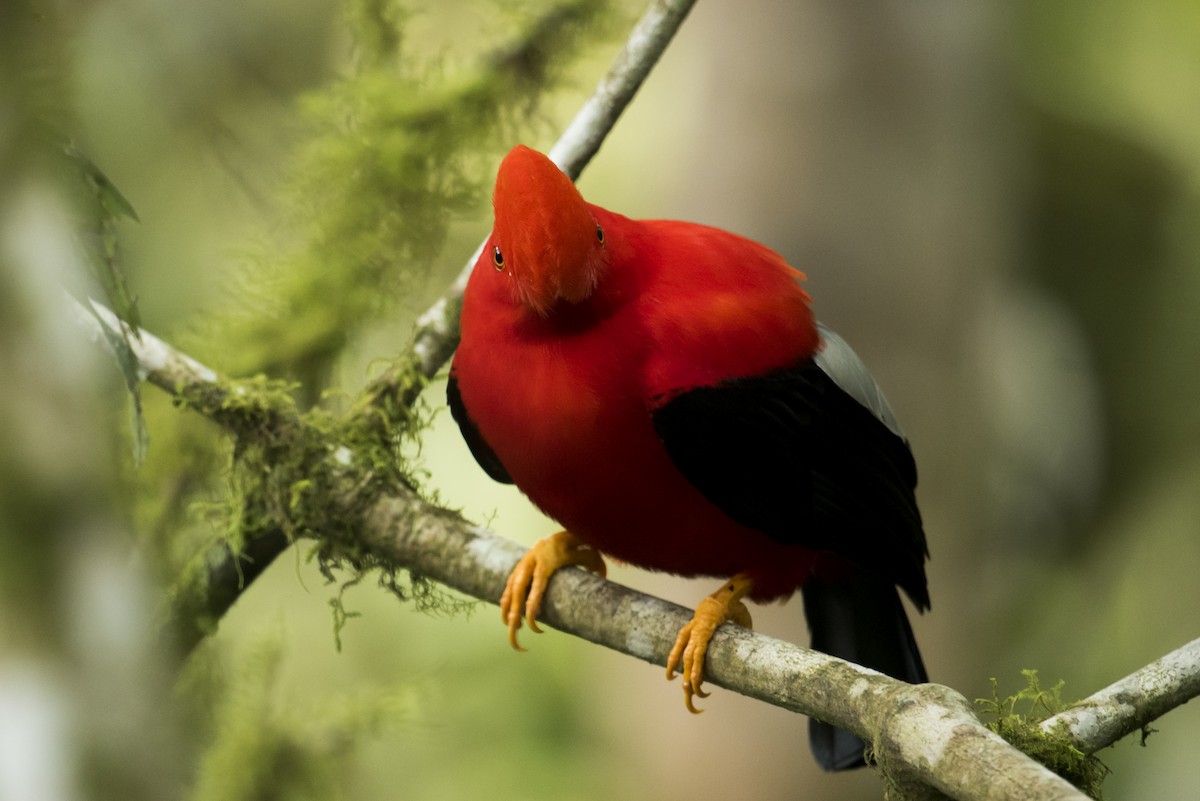 Andean Cock-of-the-rock - ML639890488