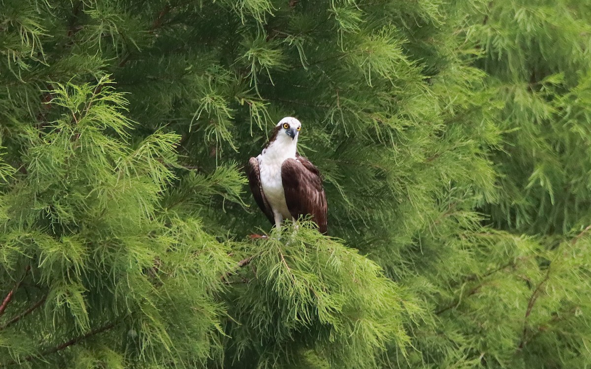 Osprey - ML639890489
