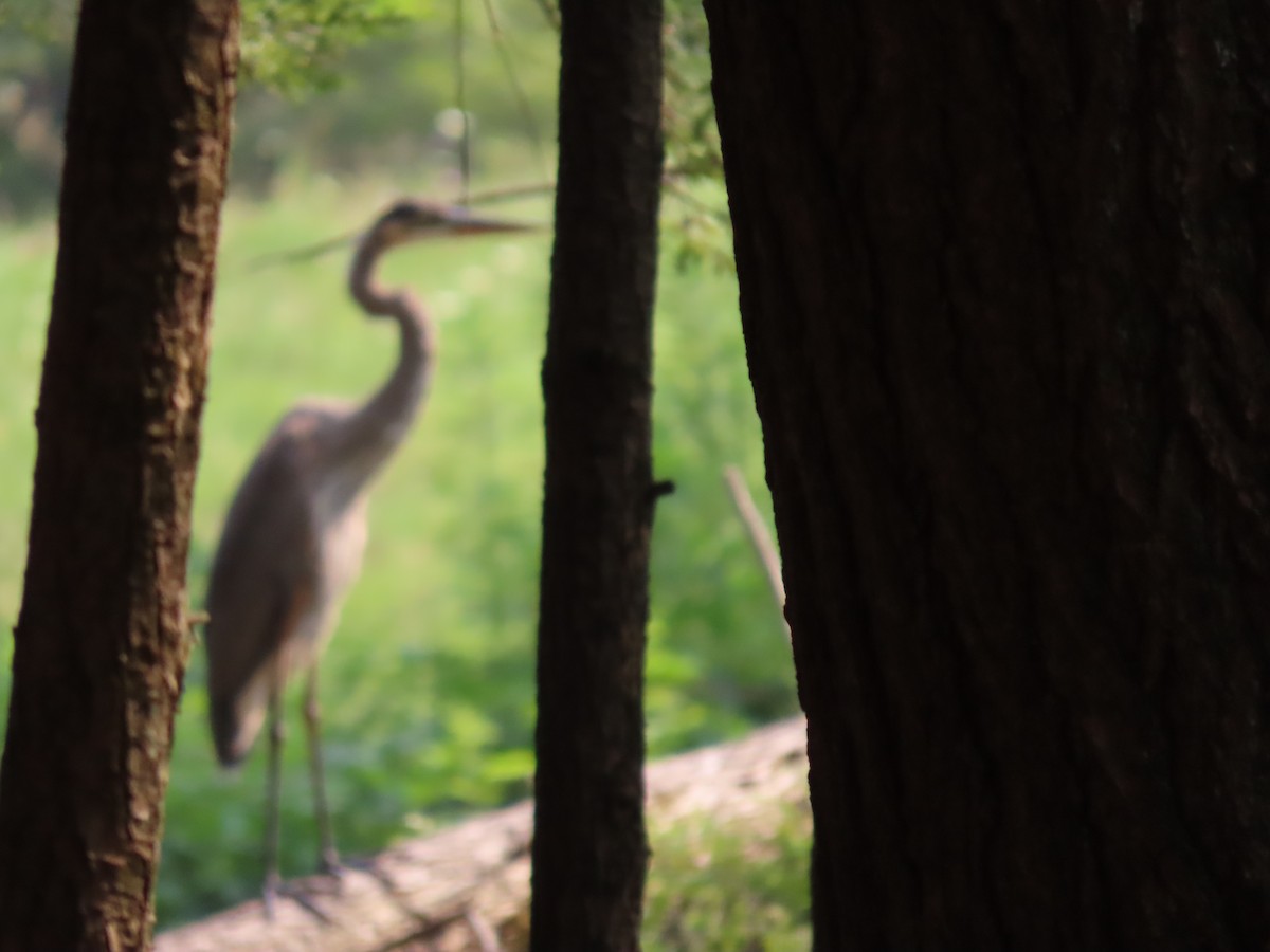 Great Blue Heron - ML639890491