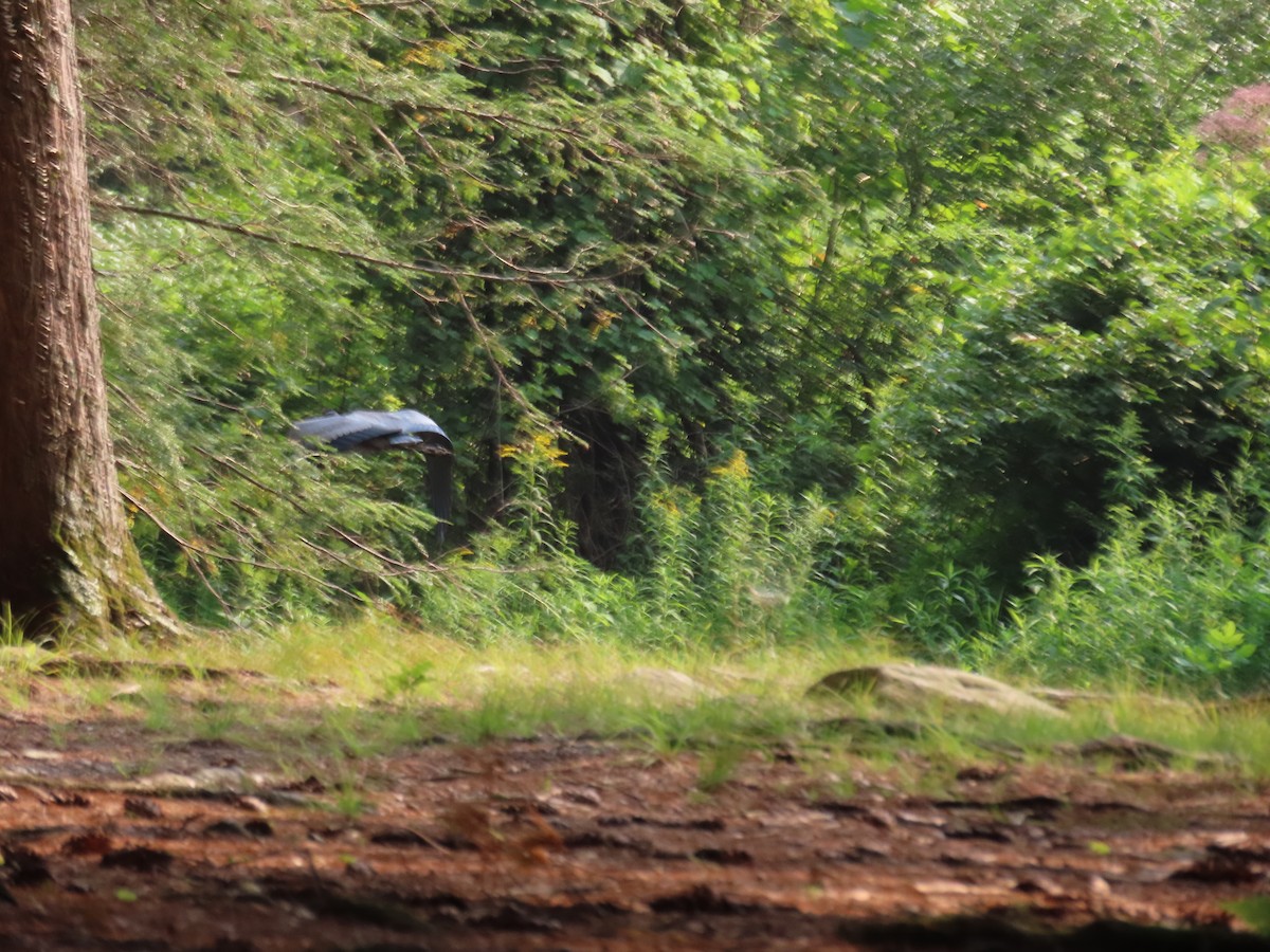 Great Blue Heron - ML639890492