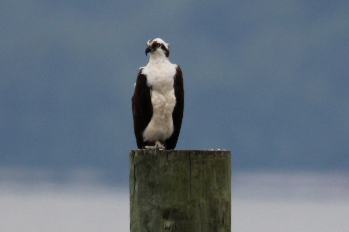 Osprey - ML639890493