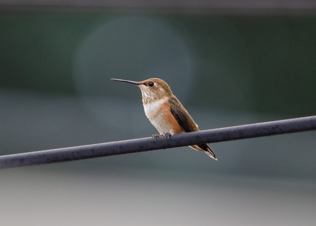 Rufous Hummingbird - ML639890494