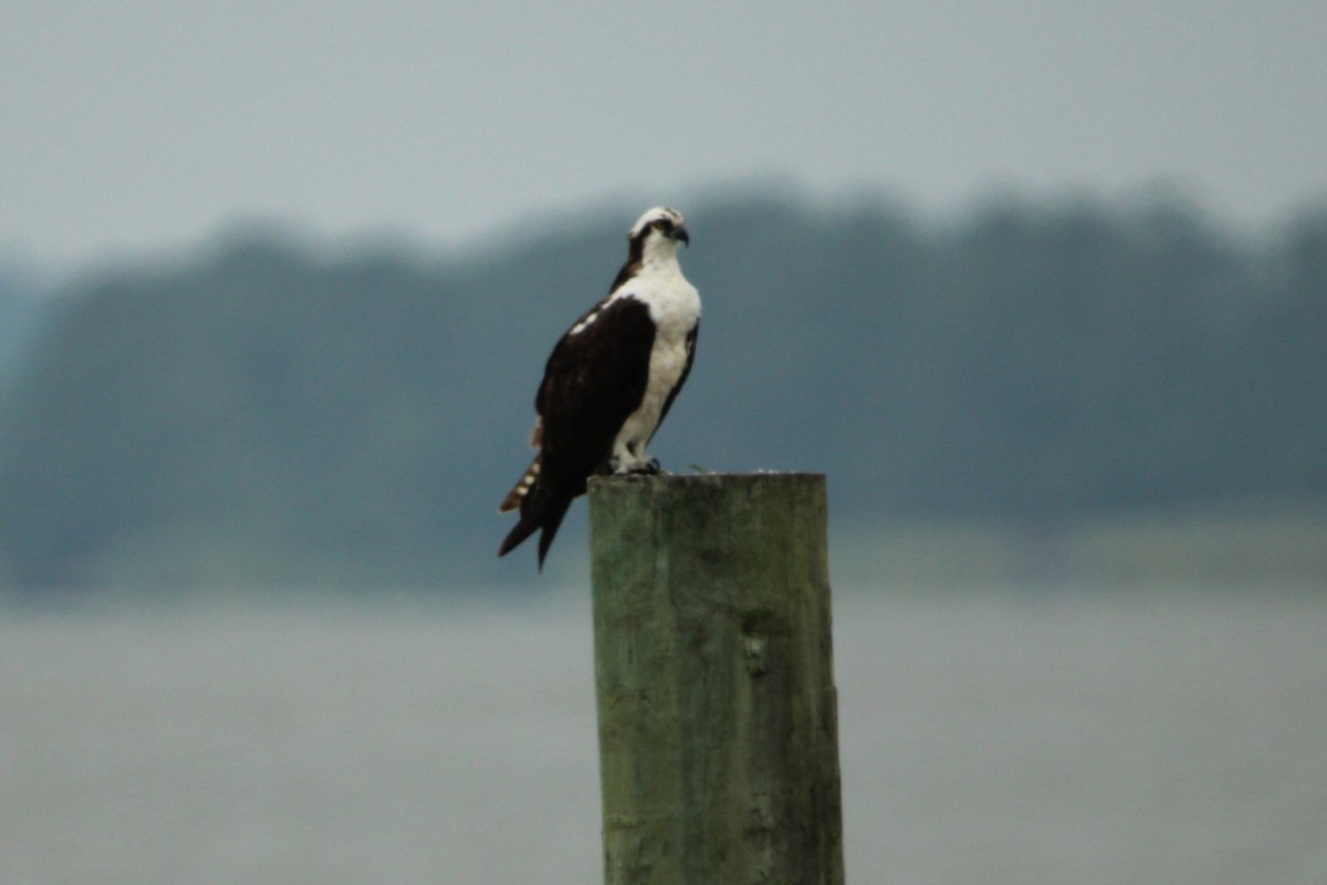 Osprey - ML639890496