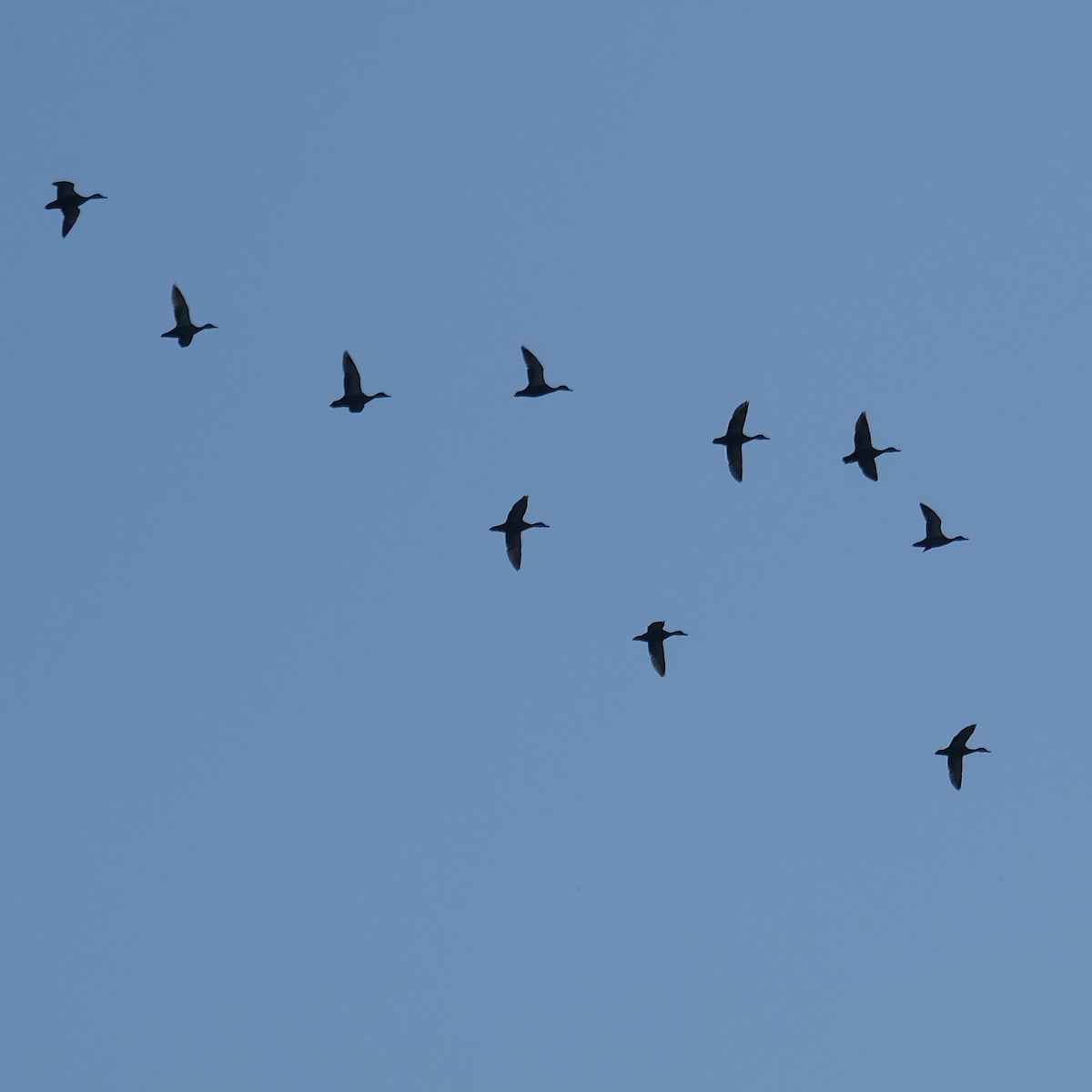Eastern Spot-billed Duck - ML639890499