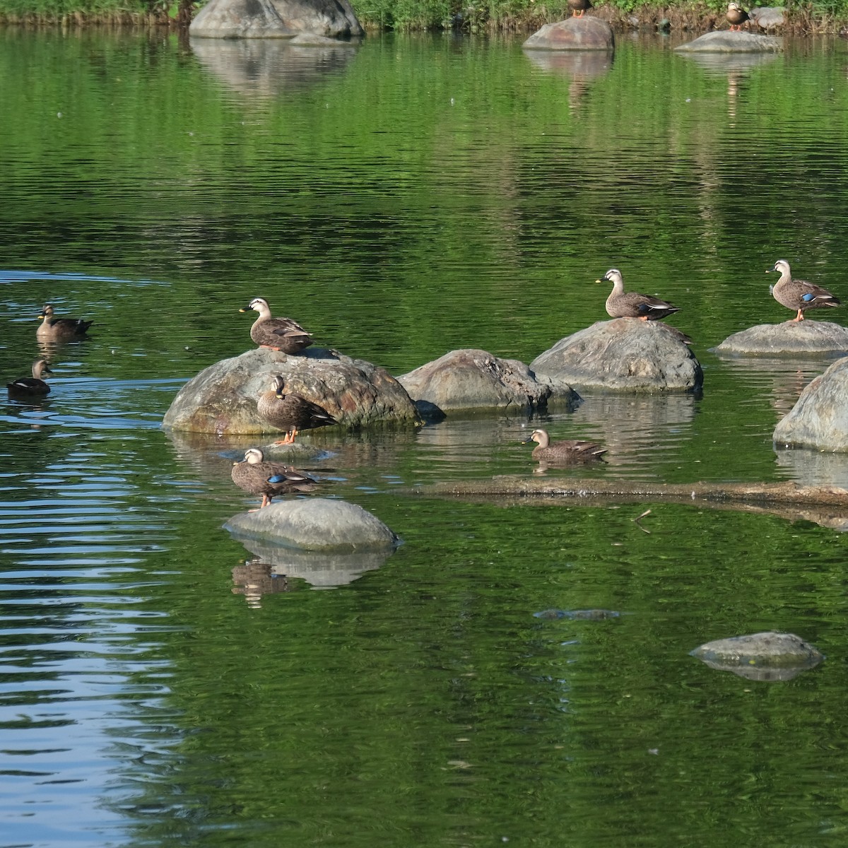 Eastern Spot-billed Duck - ML639890500