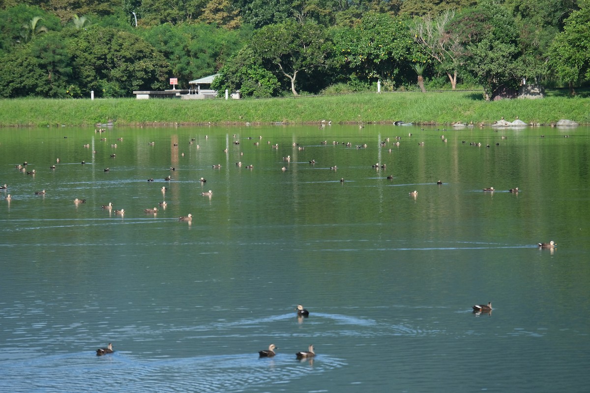 Eastern Spot-billed Duck - ML639890502