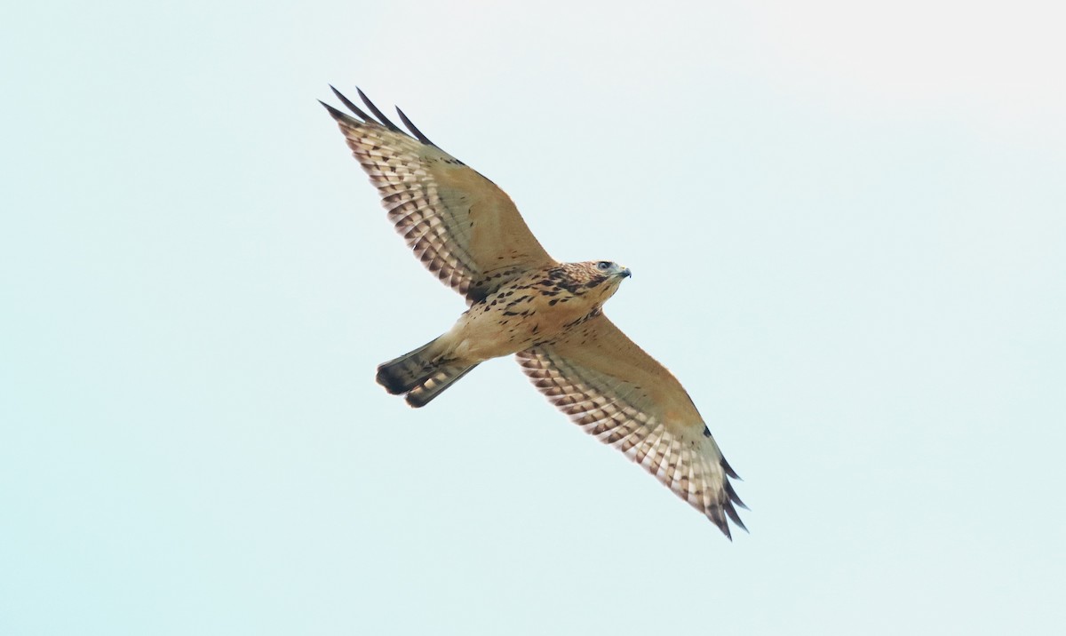 ハネビロノスリ - ML639890503