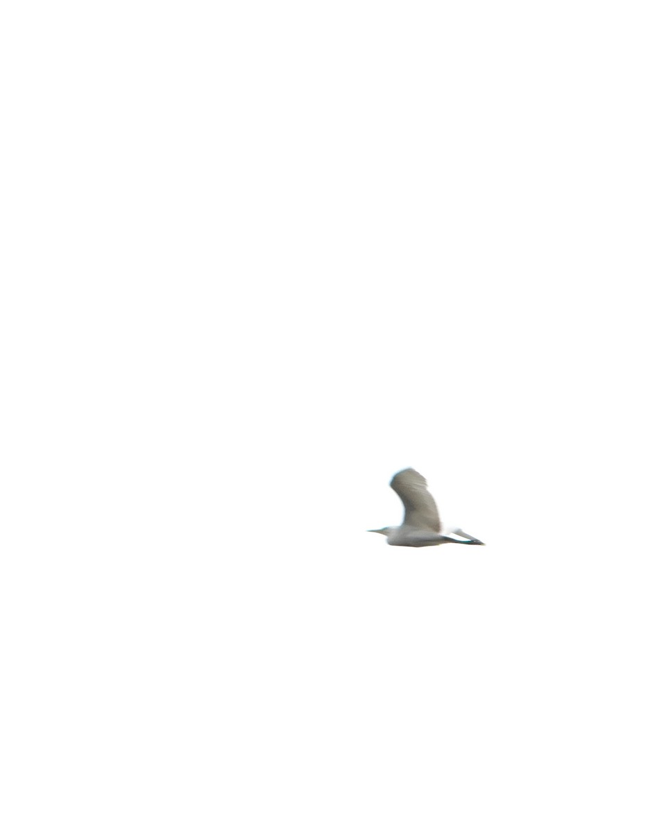 Western Cattle-Egret - ML639890504