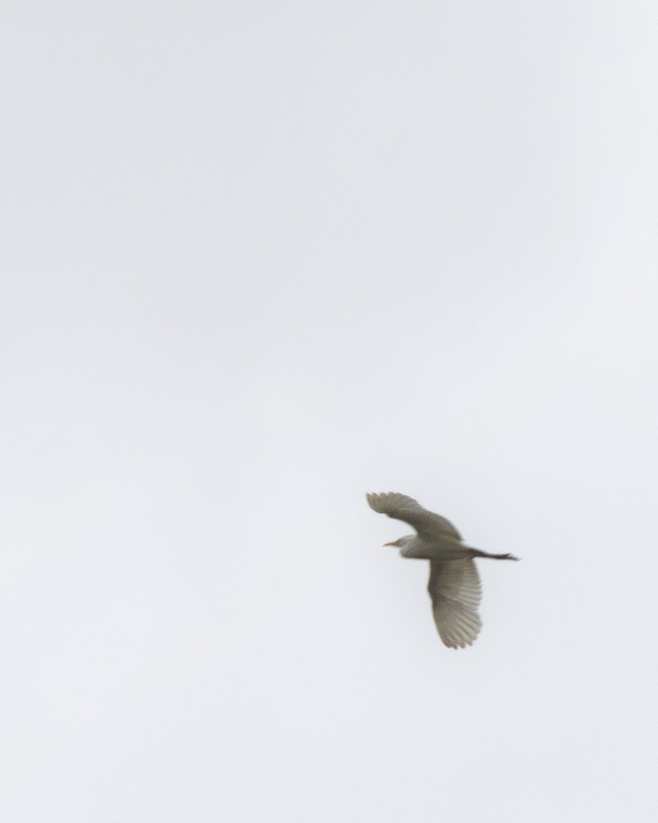 Western Cattle-Egret - ML639890505