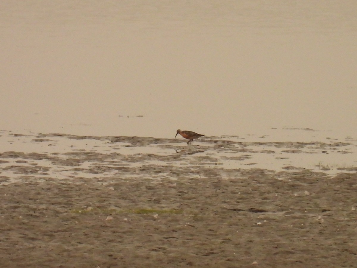 Red Knot - ML639890536