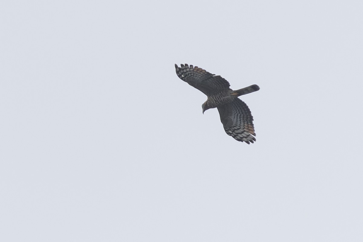 Hook-billed Kite - ML639890543
