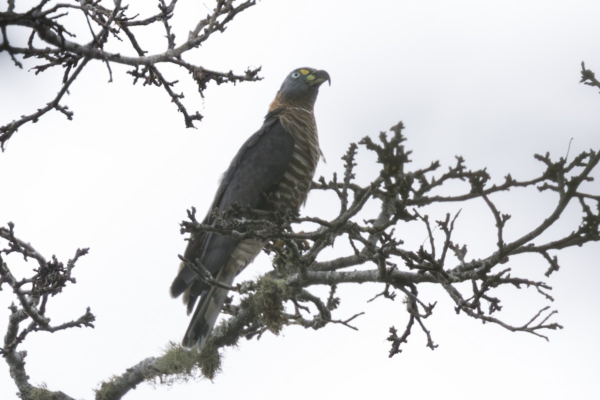 Hook-billed Kite - ML639890544