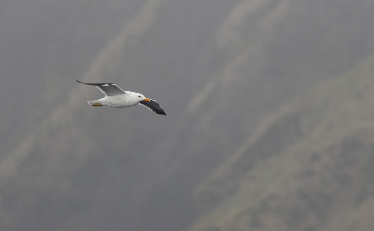 Dominikanermöwe - ML639890638