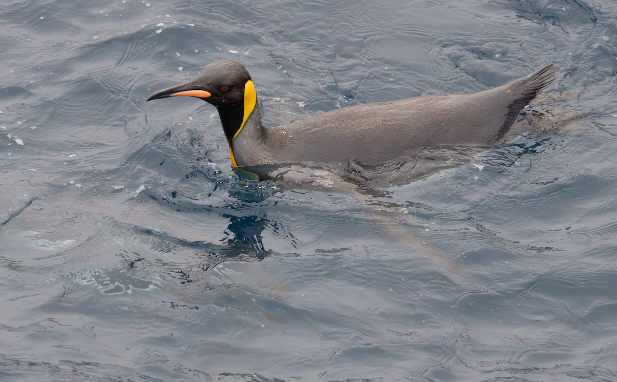 Königspinguin - ML639890643