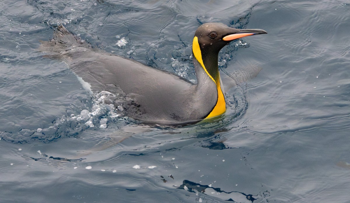 Königspinguin - ML639890644