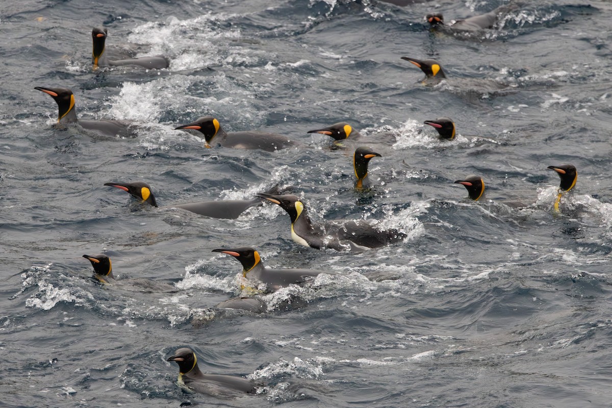 Königspinguin - ML639890646