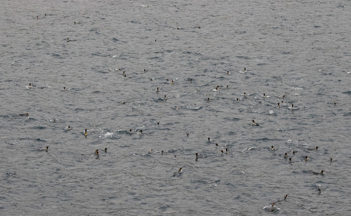 Königspinguin - ML639890647
