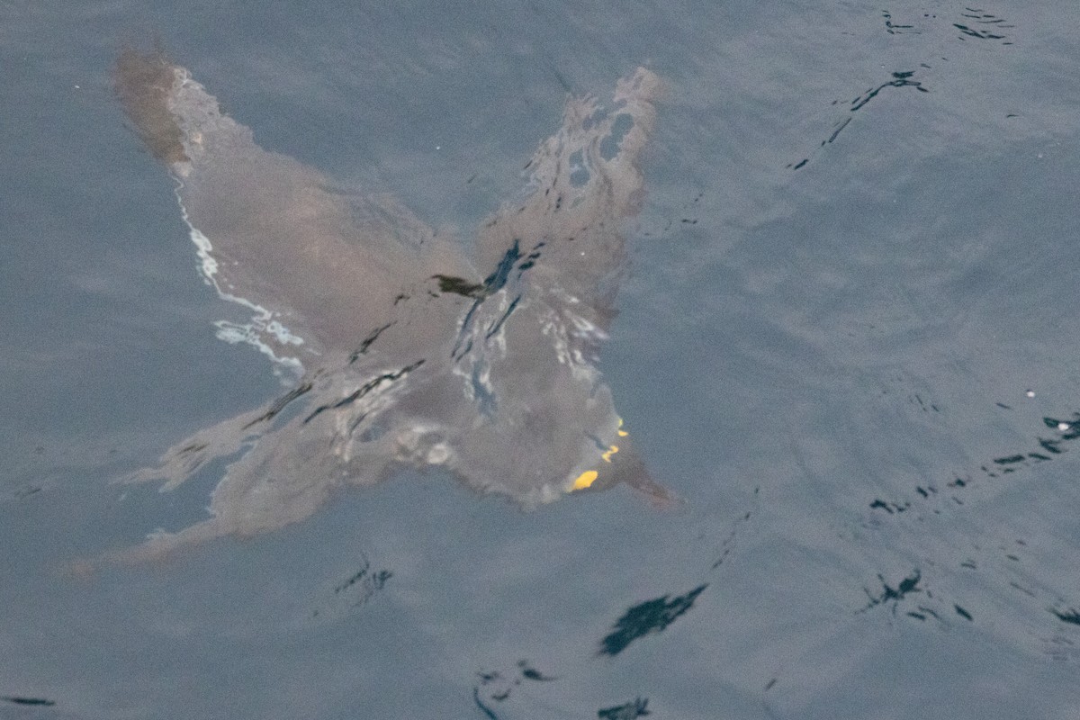 Königspinguin - ML639890648