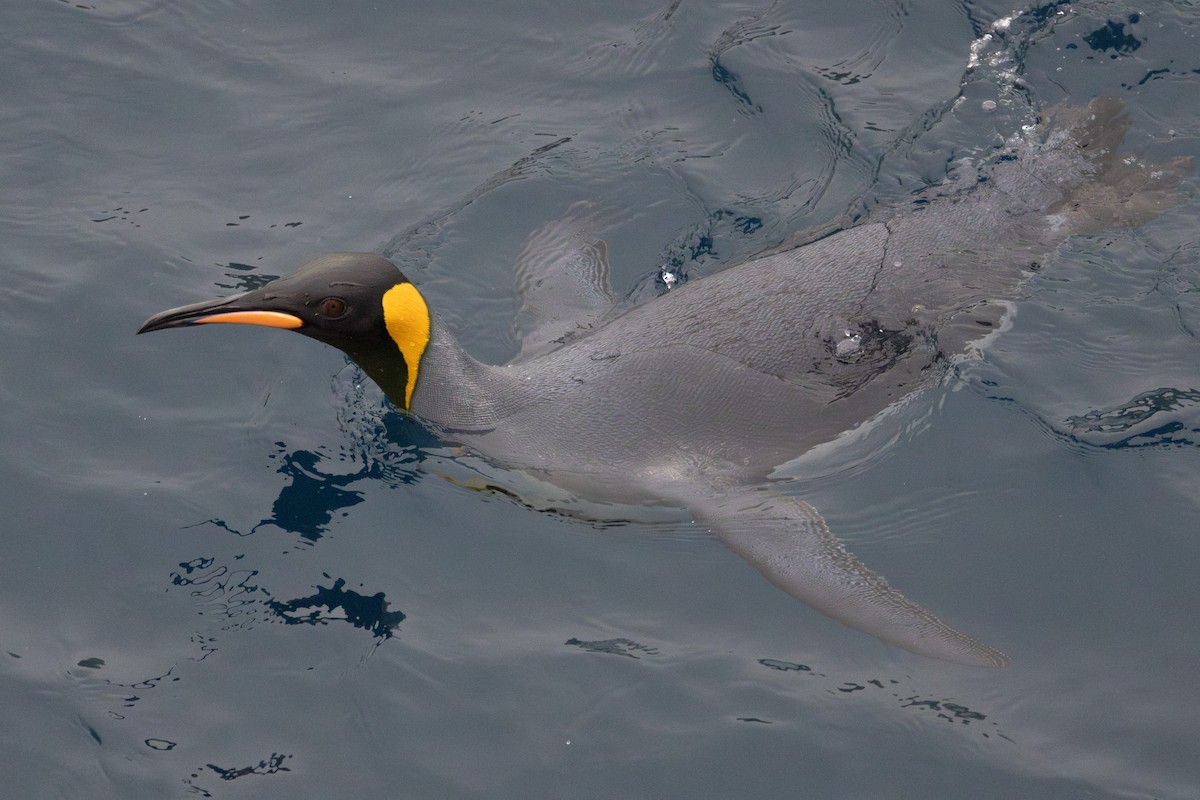 Königspinguin - ML639890651
