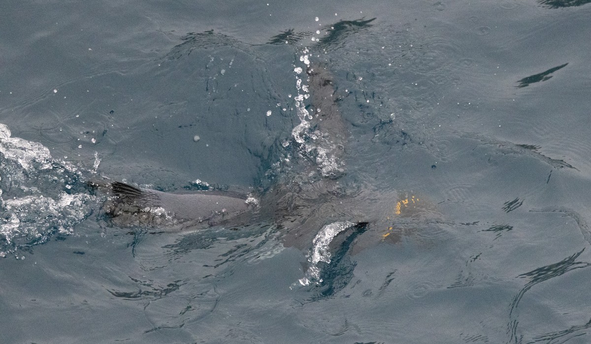 Königspinguin - ML639890653