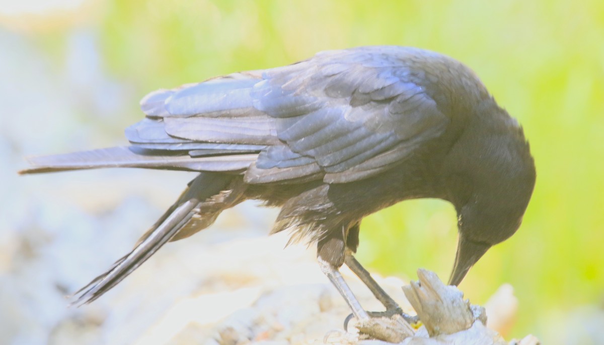 American Crow - ML639890747