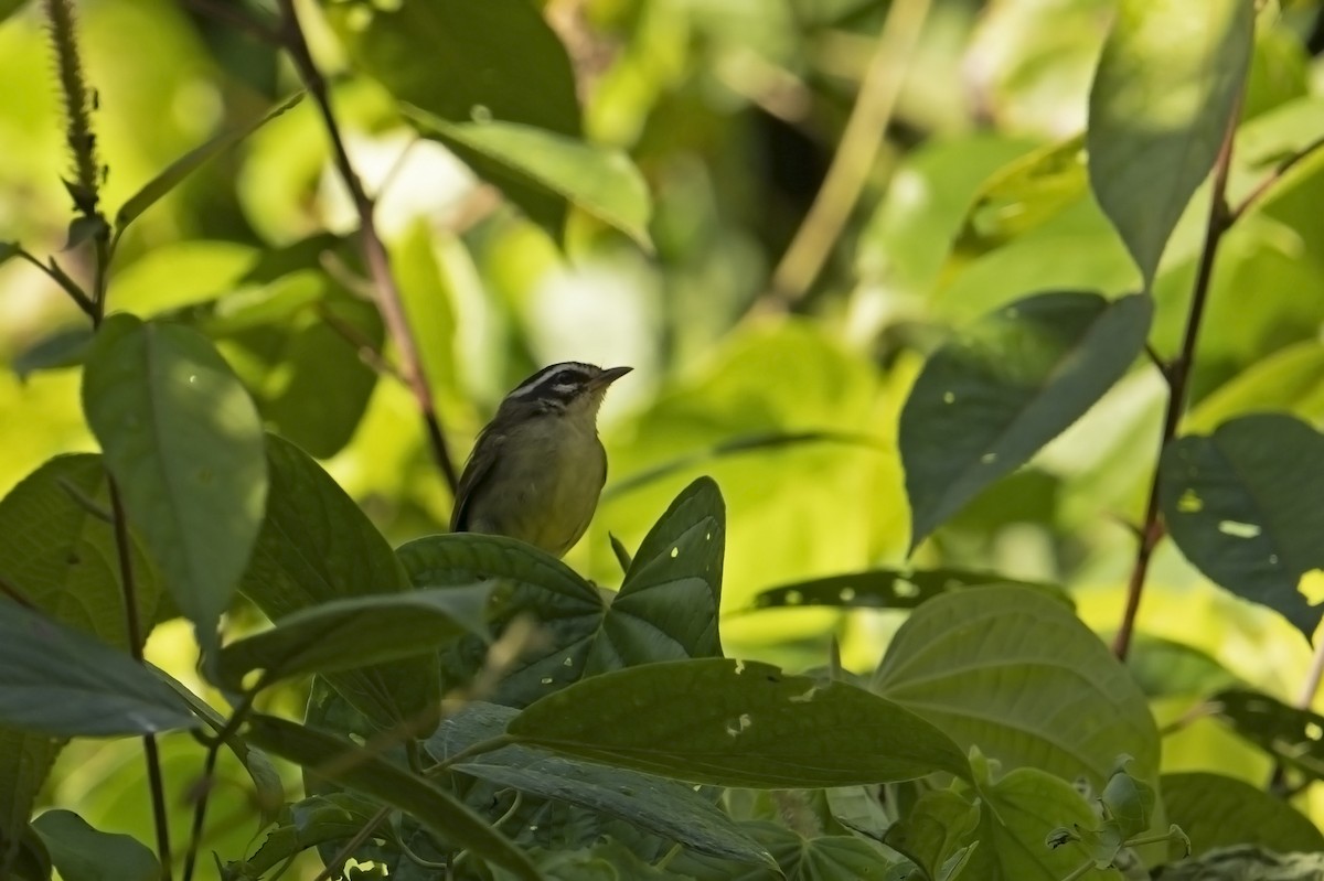 Three-striped Warbler (Three-striped) - ML639890807